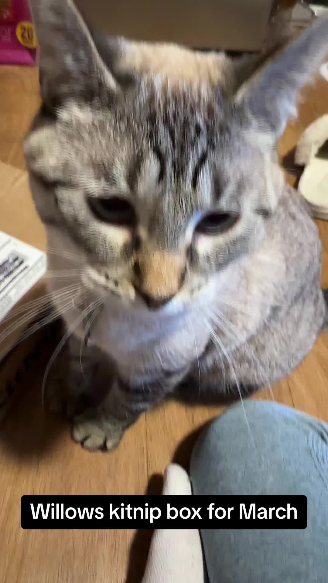 @willowthecollegecat