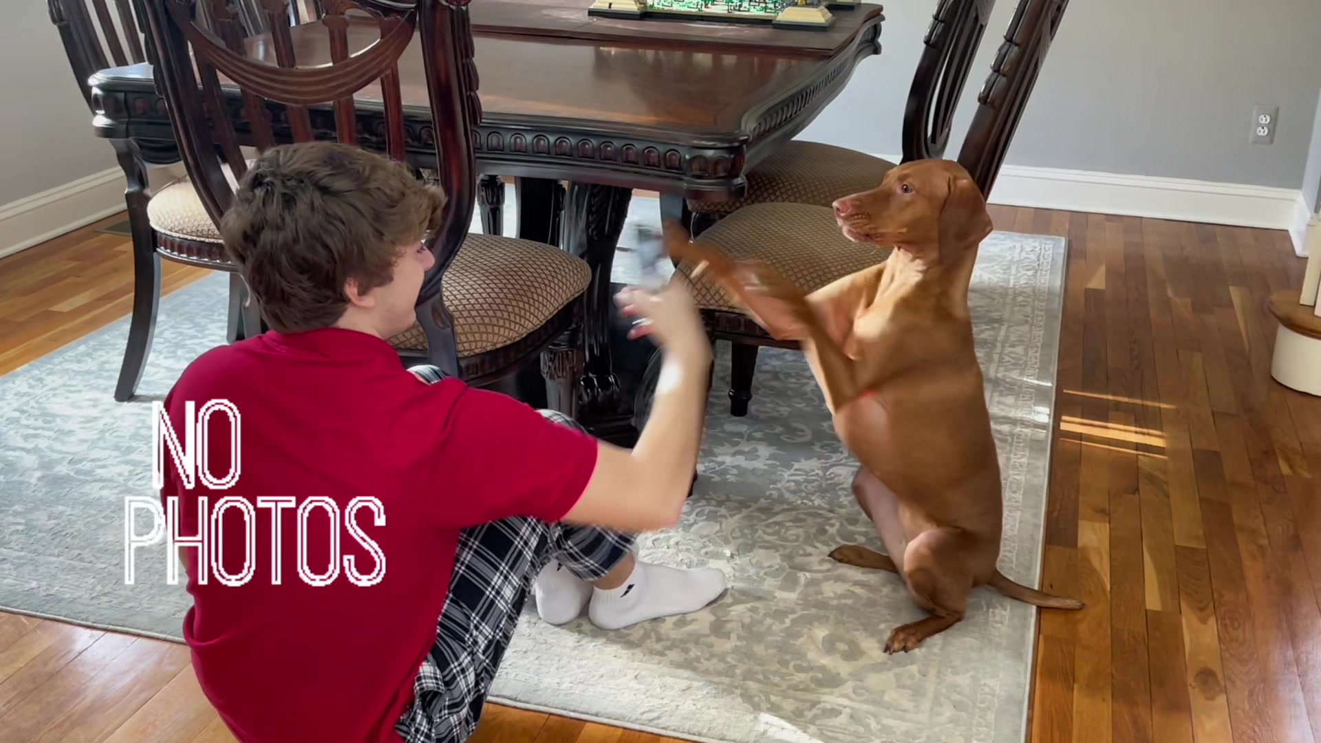 @Brookie The Vizsla