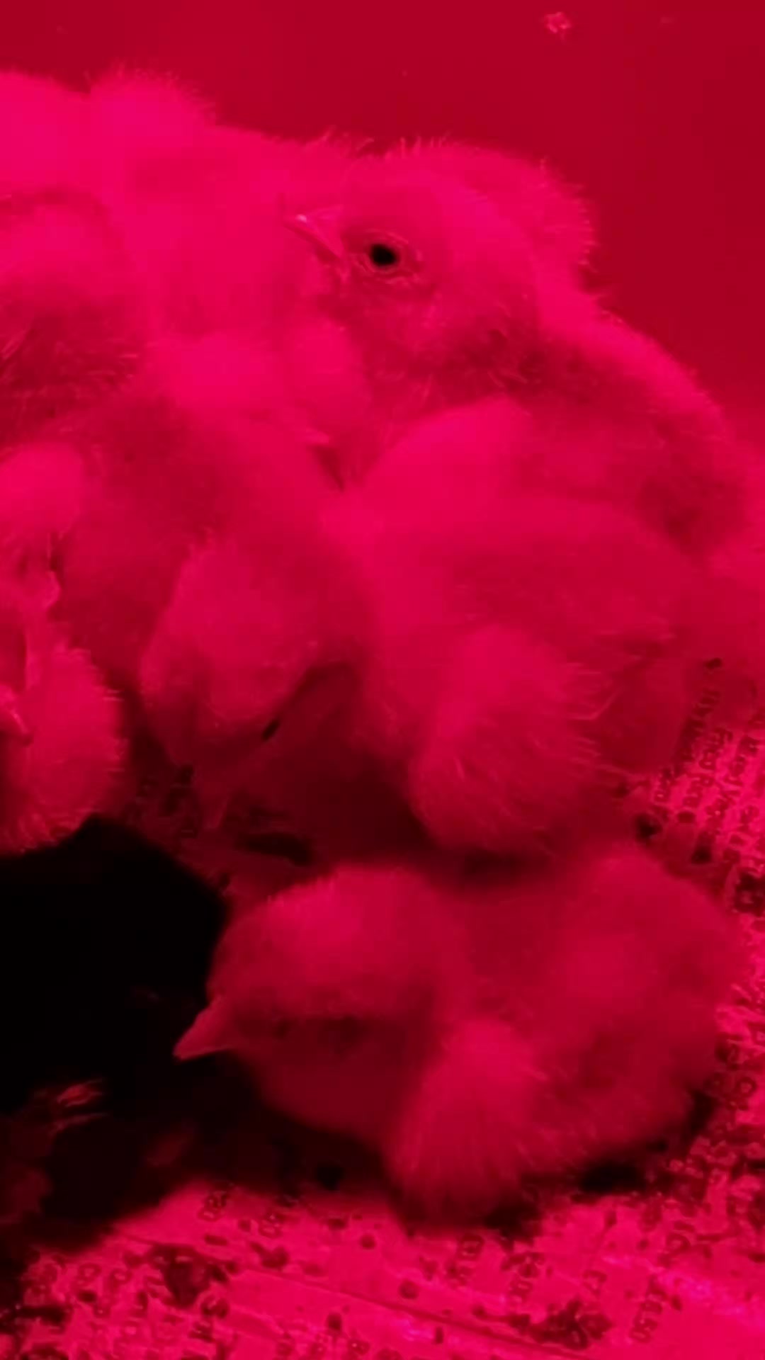 @Little Laying Chickens Shop