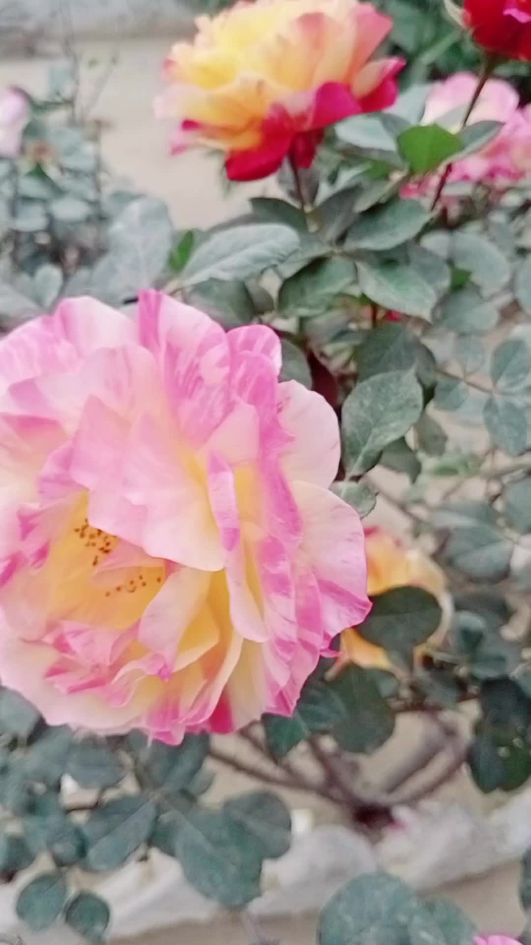 @💞Only_Flowers💞