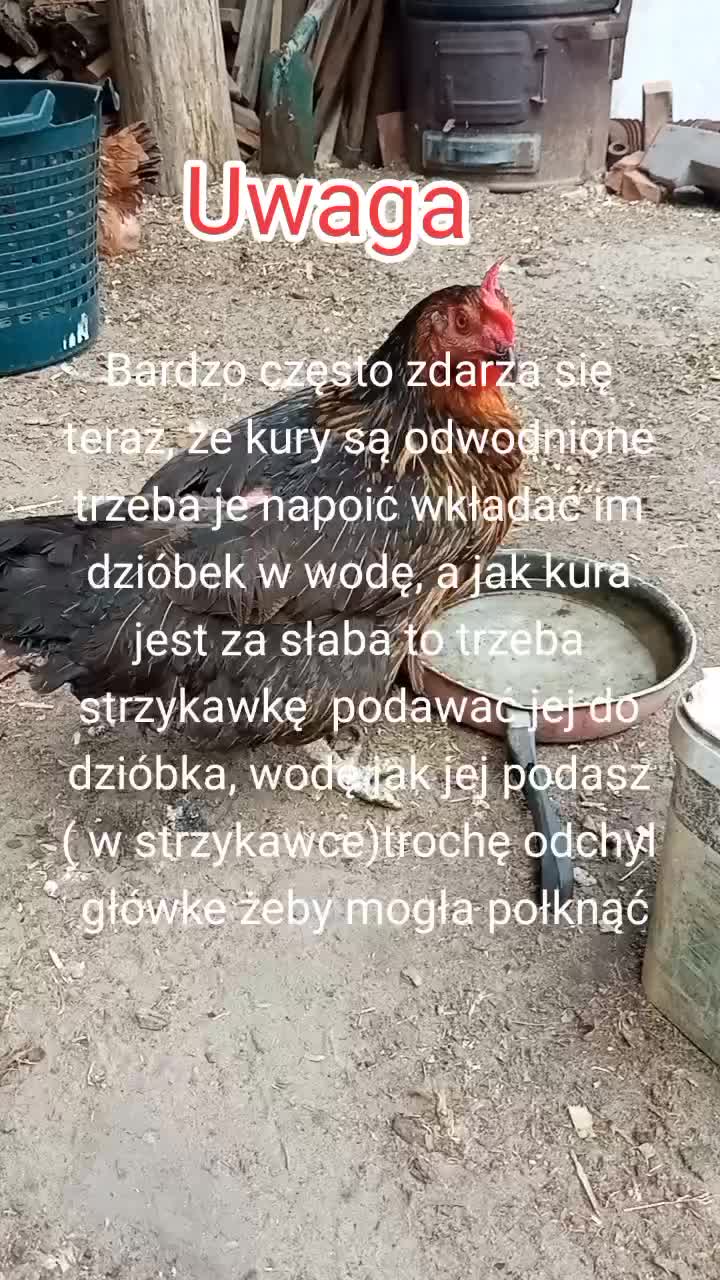 @KochamKurki❤️🐔