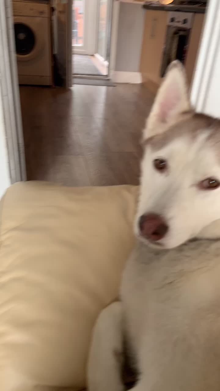 @Poppy the Siberian