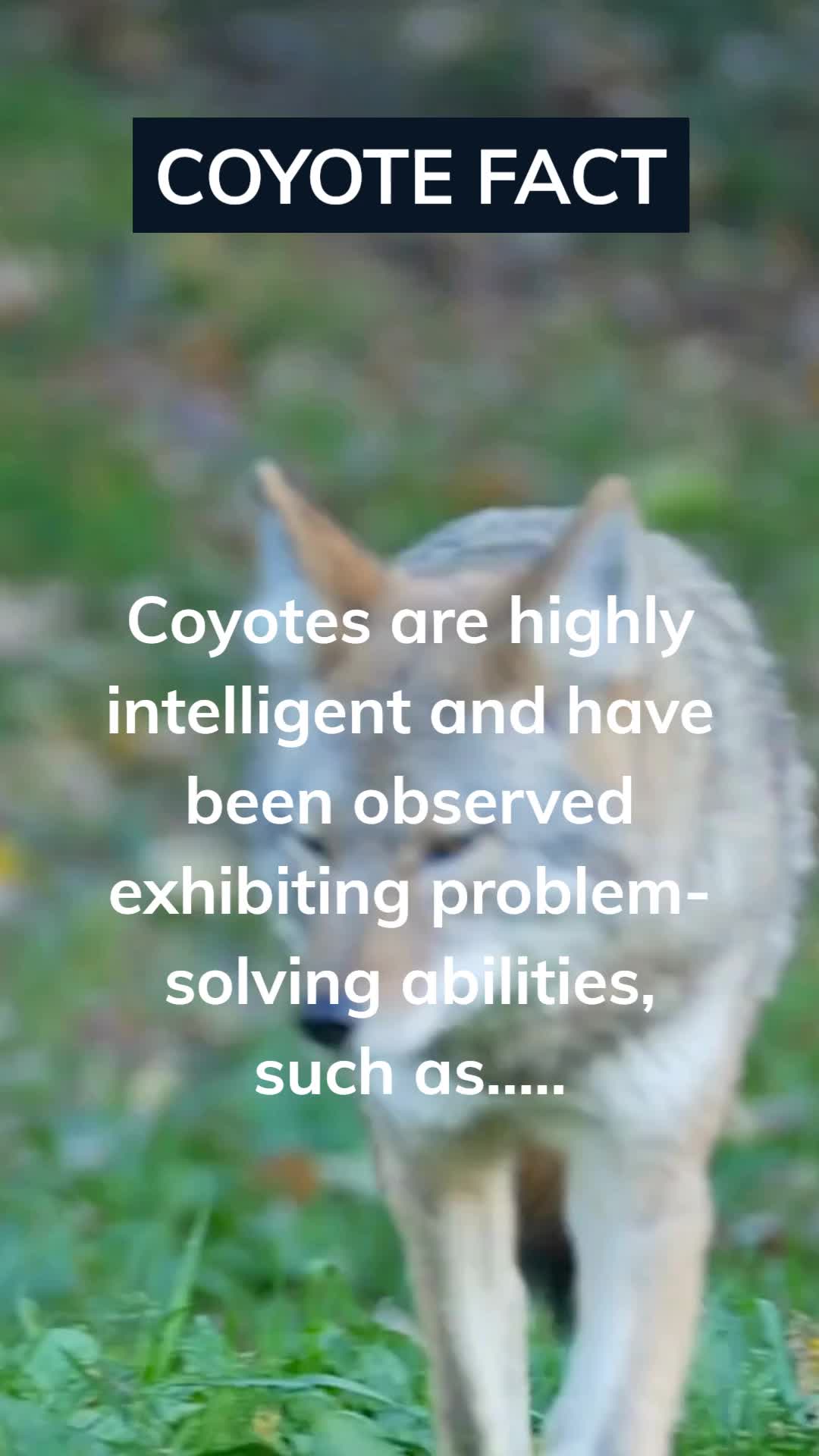 @Amusing Animal Facts