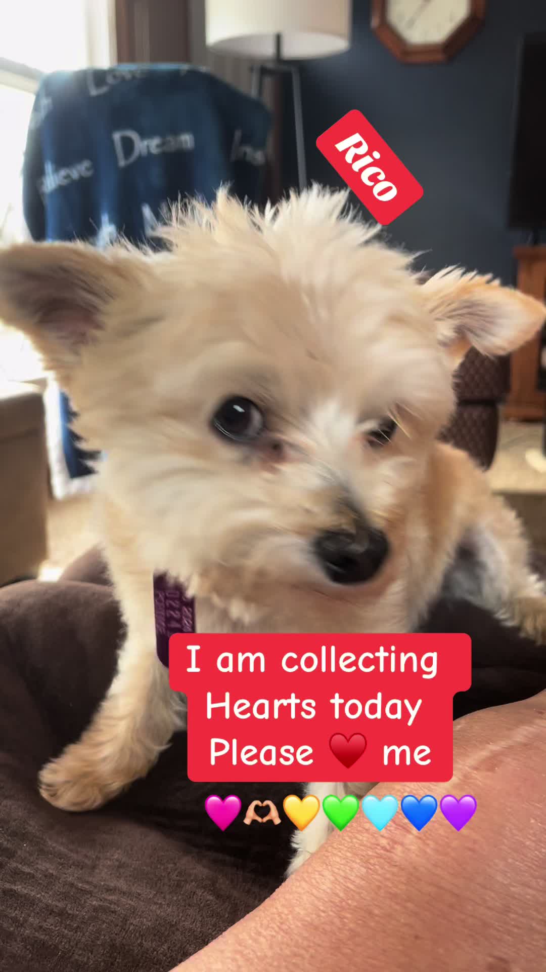 @K9StayCation