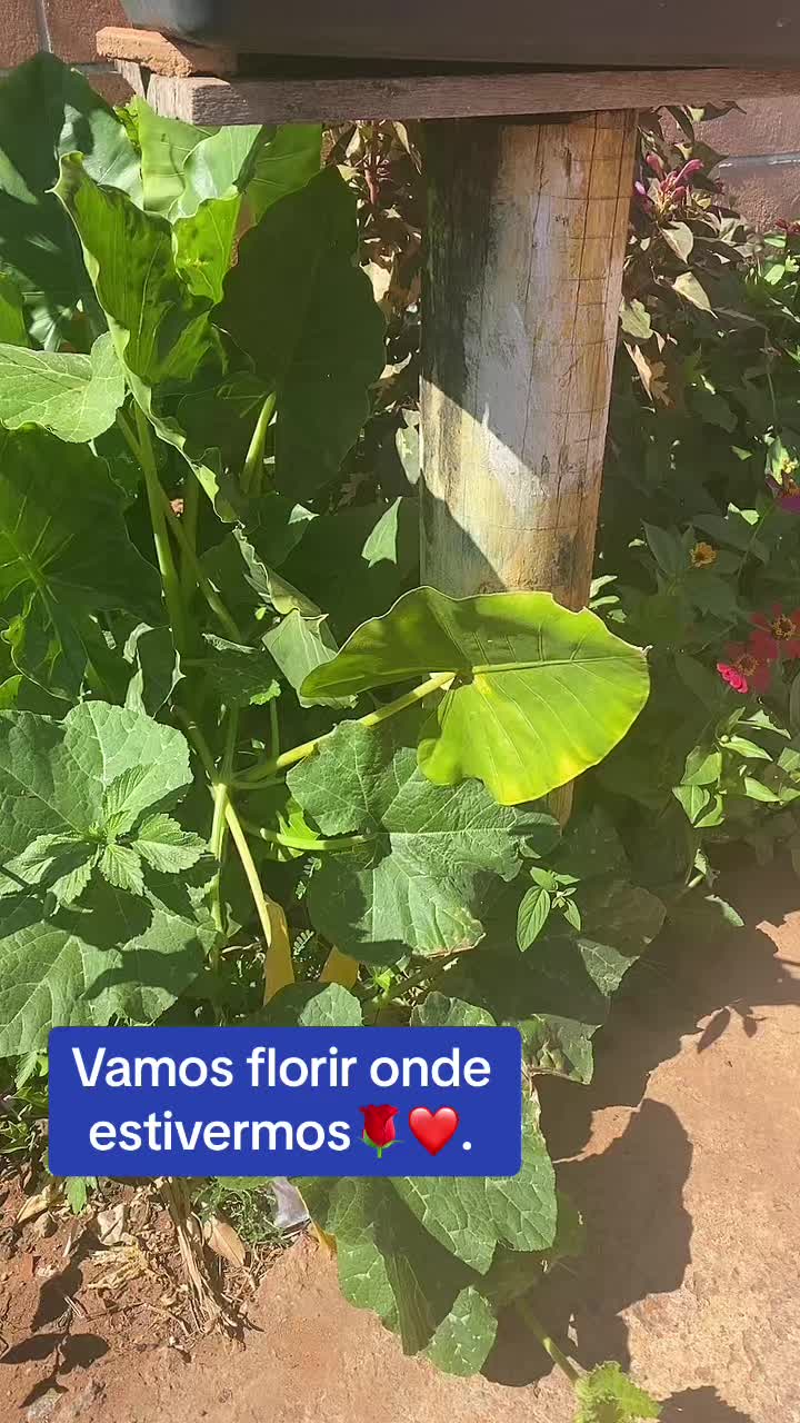 @Paulo Bonif&aacute;cio