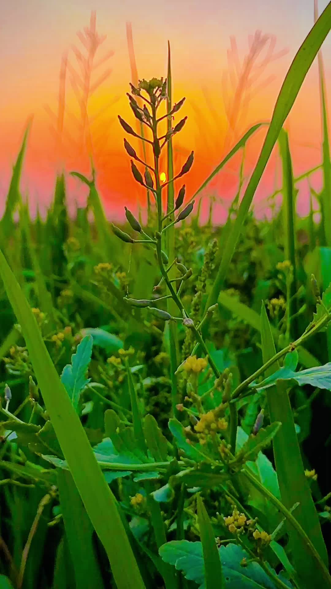 @پنجاب☘️🎋🌿