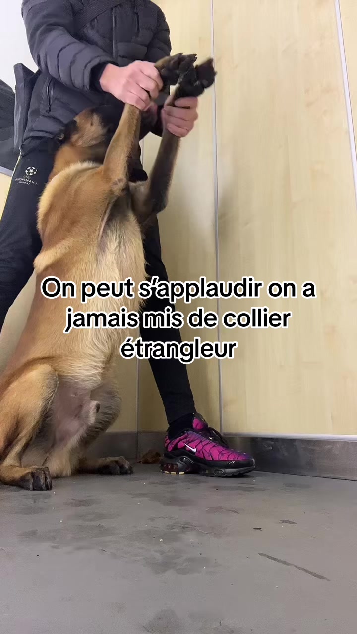 @Rios le malinois 🐕