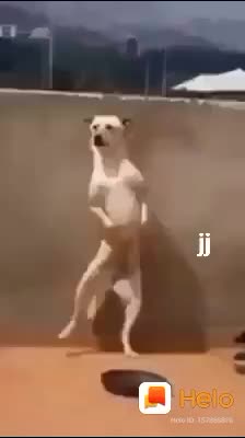 @hansikaanu