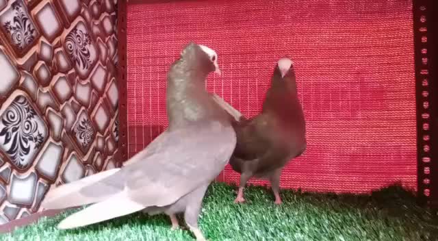 @manya_bhandari_