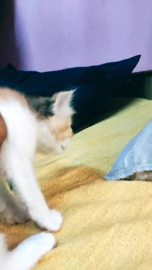 @๐๐ค SWASTHIKA ๐ค๐