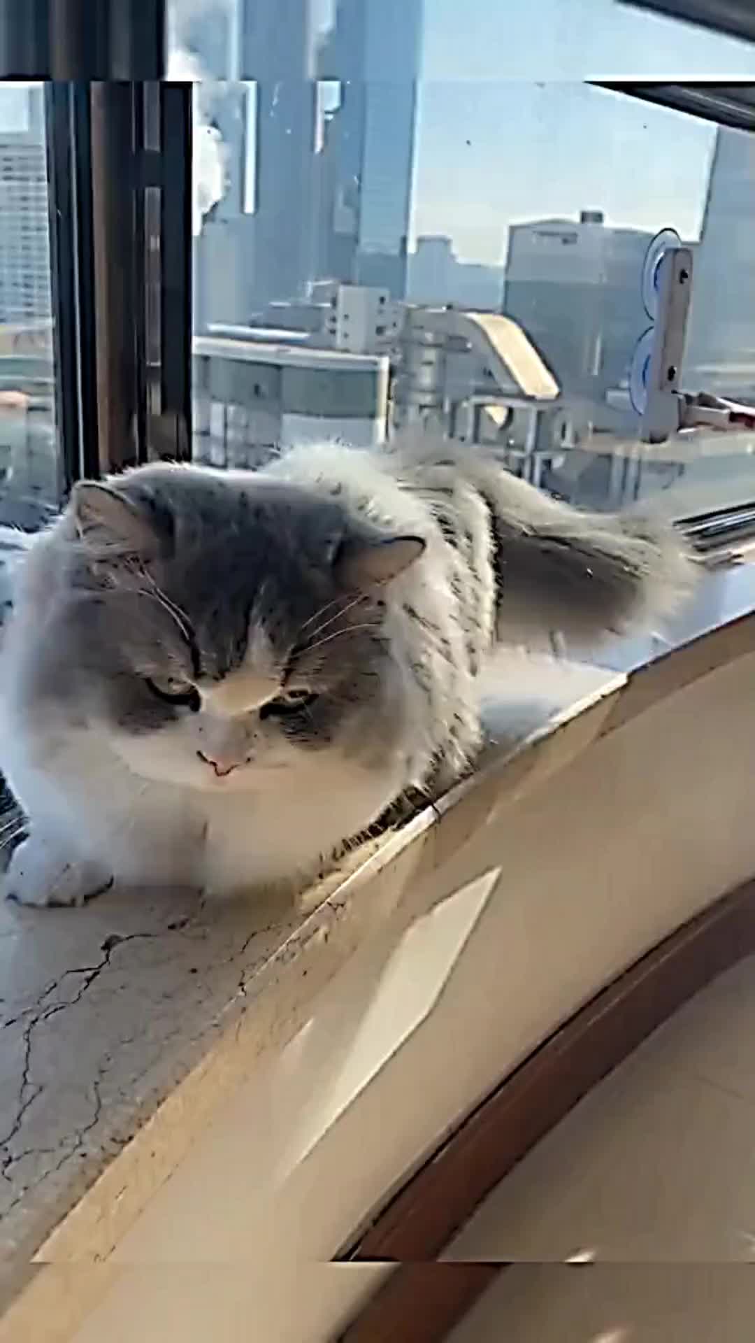 @PET CAT DOG