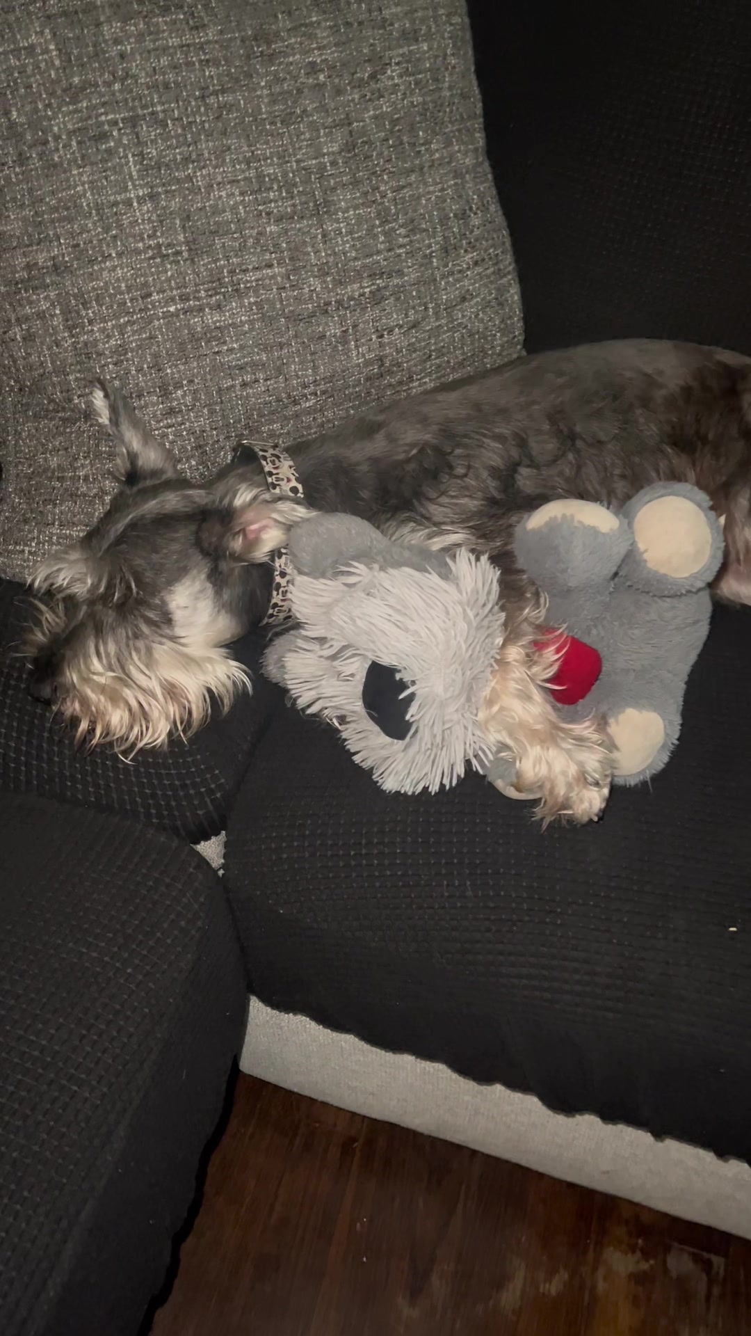 @🐶🐾