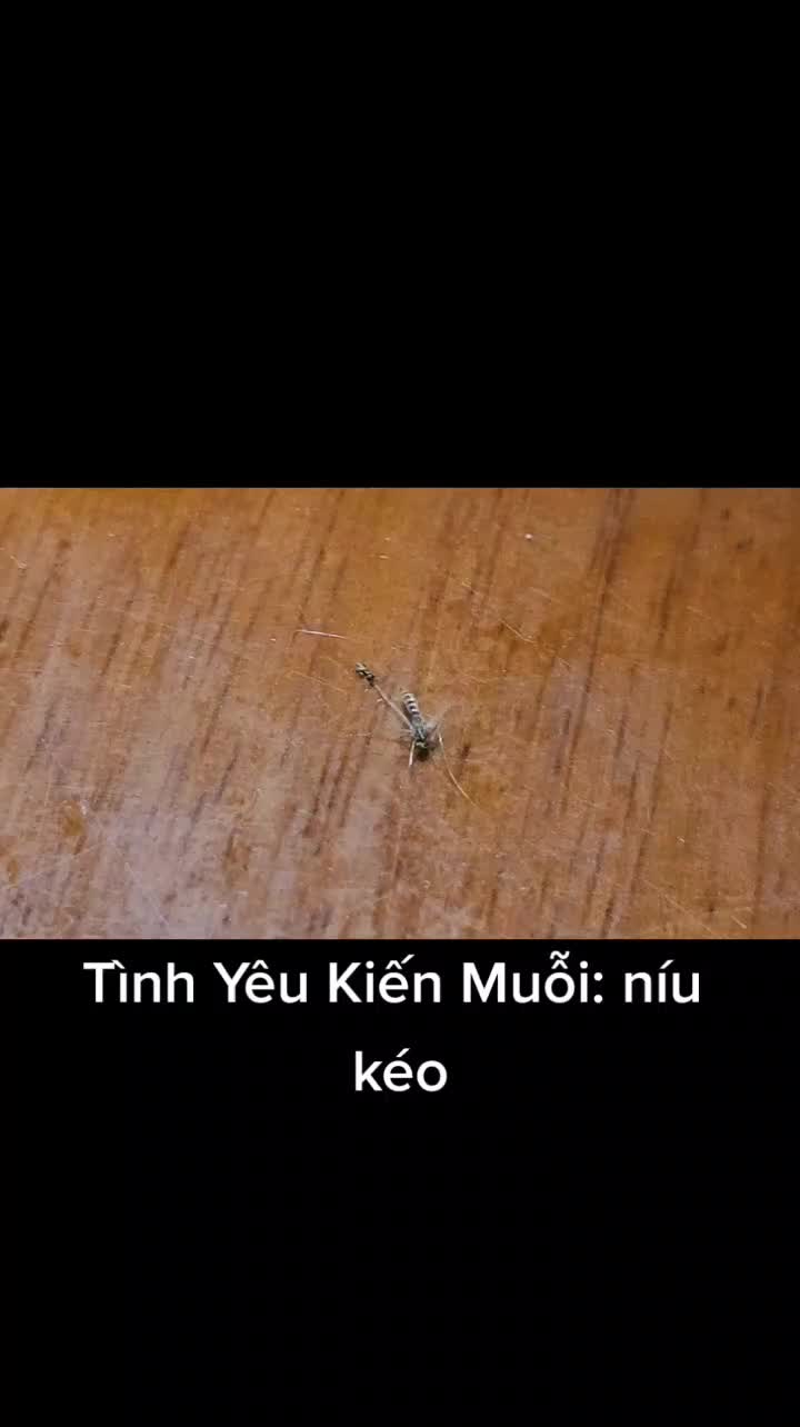 @Gù Nười