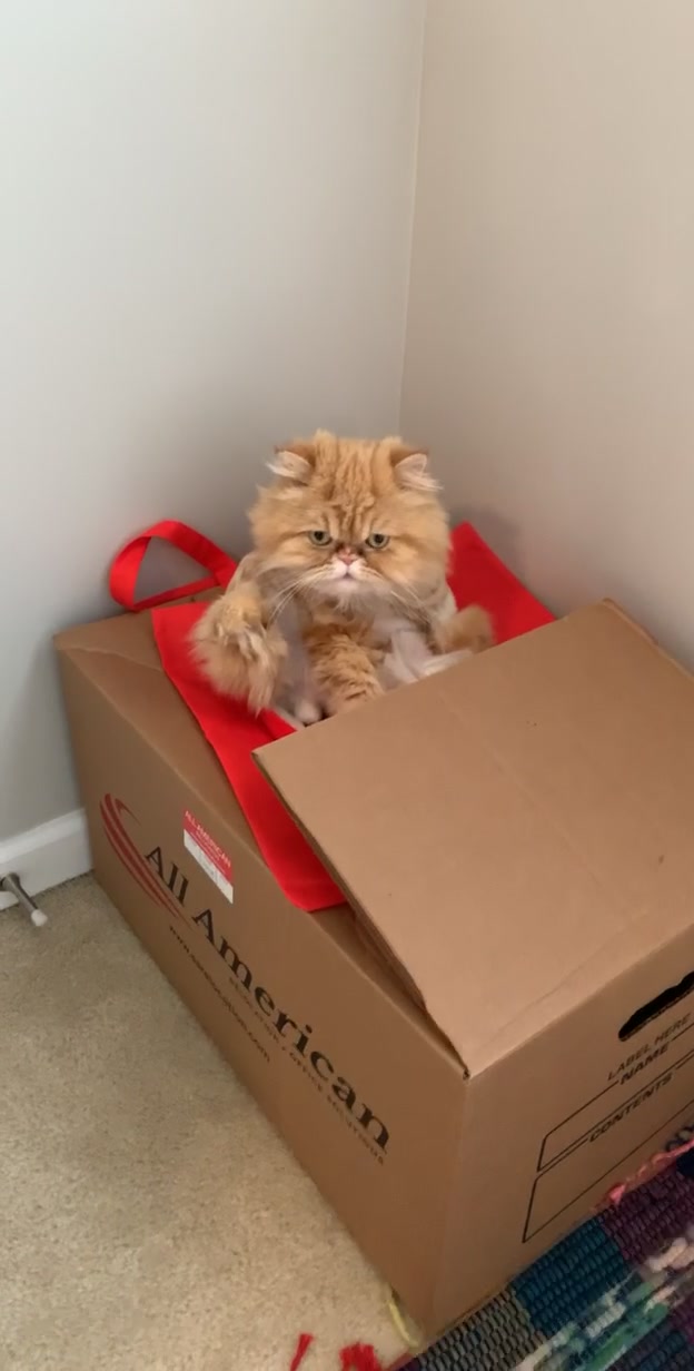 @Nugget the Cat