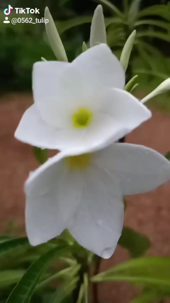 @Kavya
