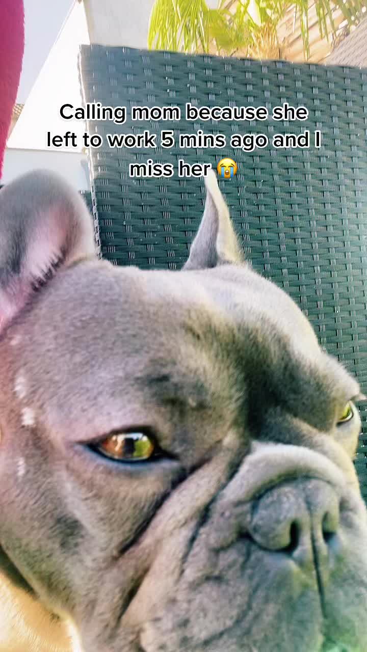 @Cookie 🍪 French Bulldog 🦴