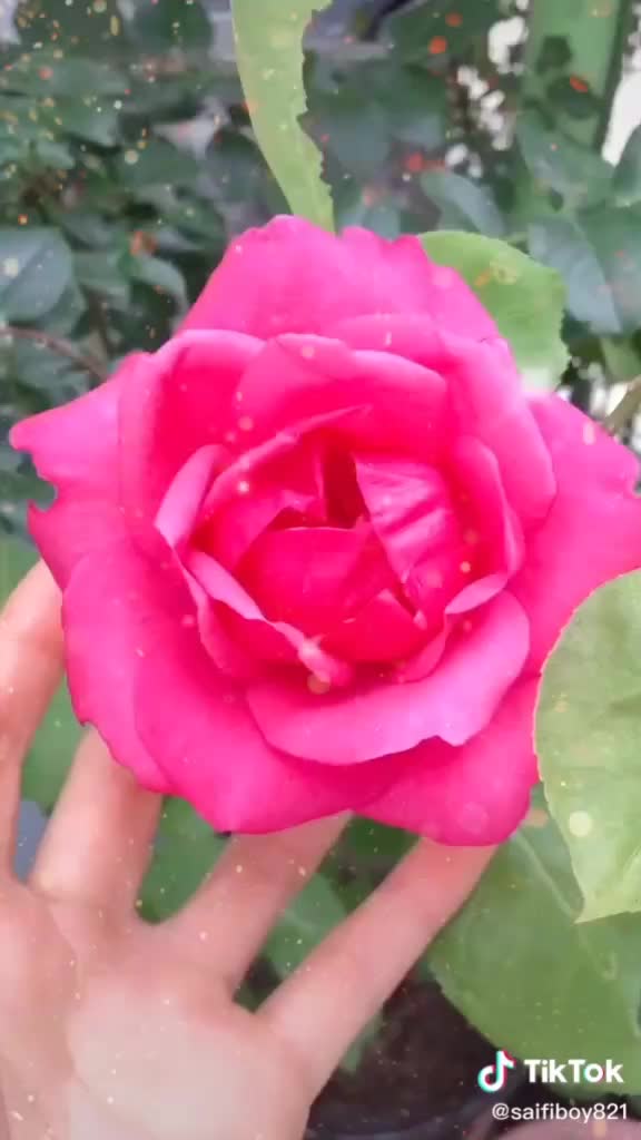@Neha Saha