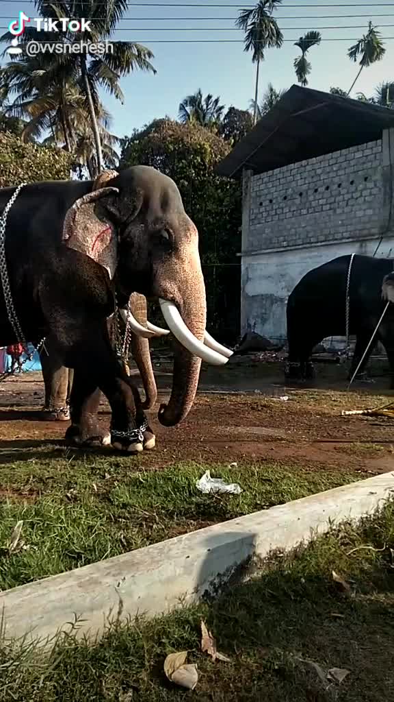 @snehesh