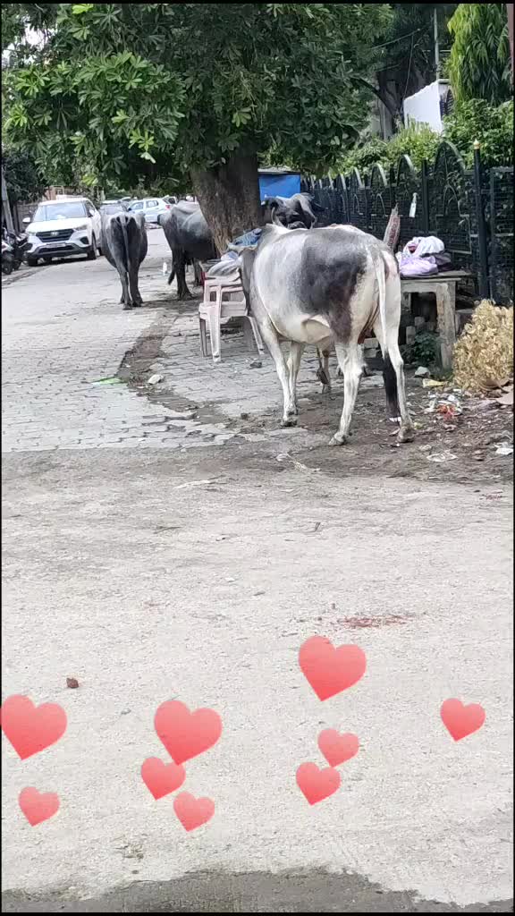 @pari punjabun🤩