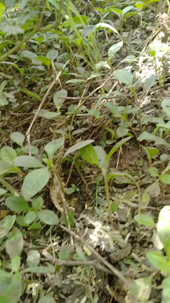 @Gowdru huduga