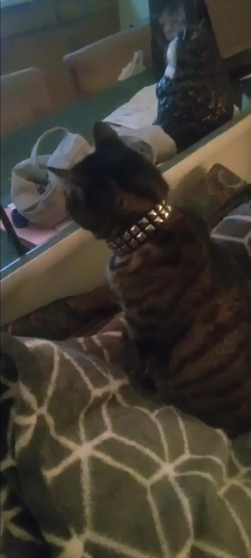 @Relaxcat_Tigerjames