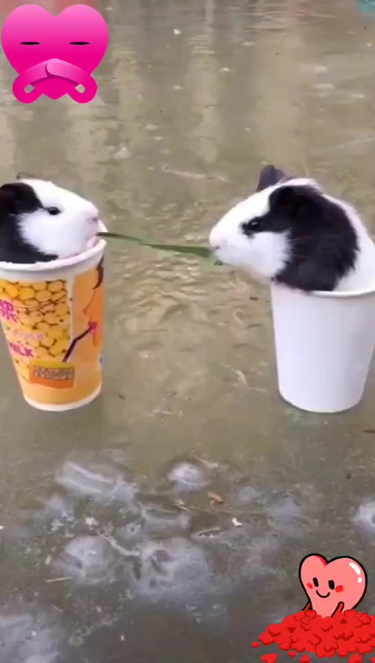 @BUR&Ccedil;LAR_SOUNDS_3🐾🕊