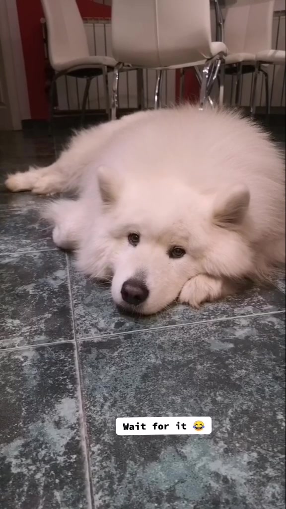 @daily.dose.of.archie