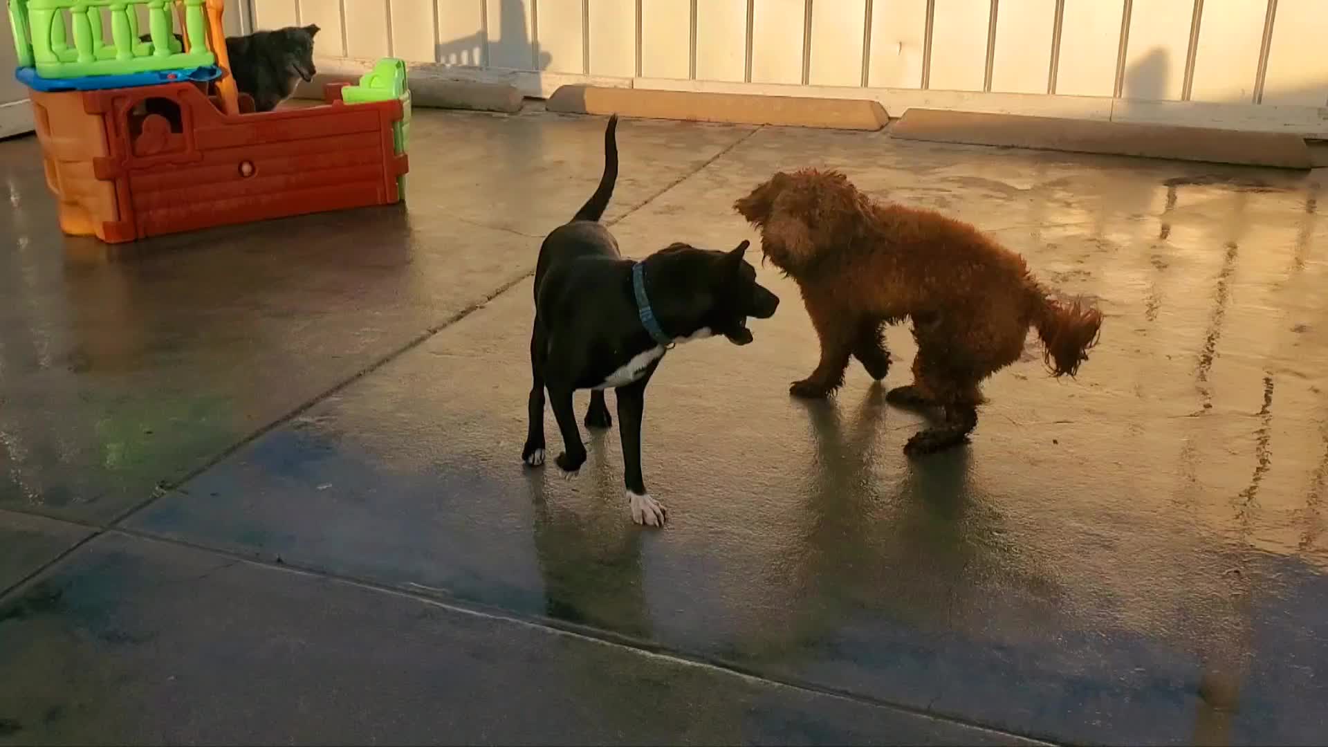 @Wickeddoghandler