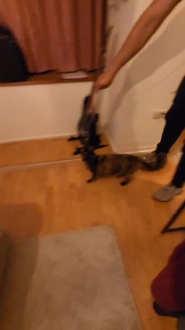 @Trini Cat
