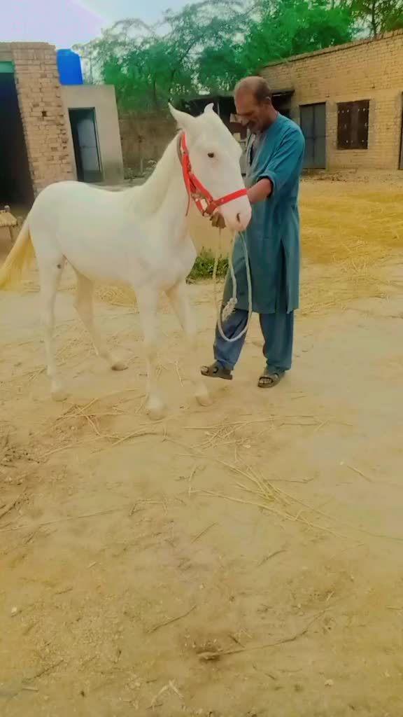 @گھوڑا لاڈلا کشمیریا دا582