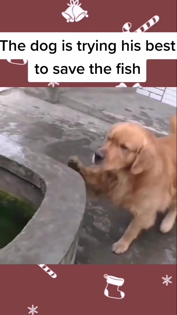 @user17565685837