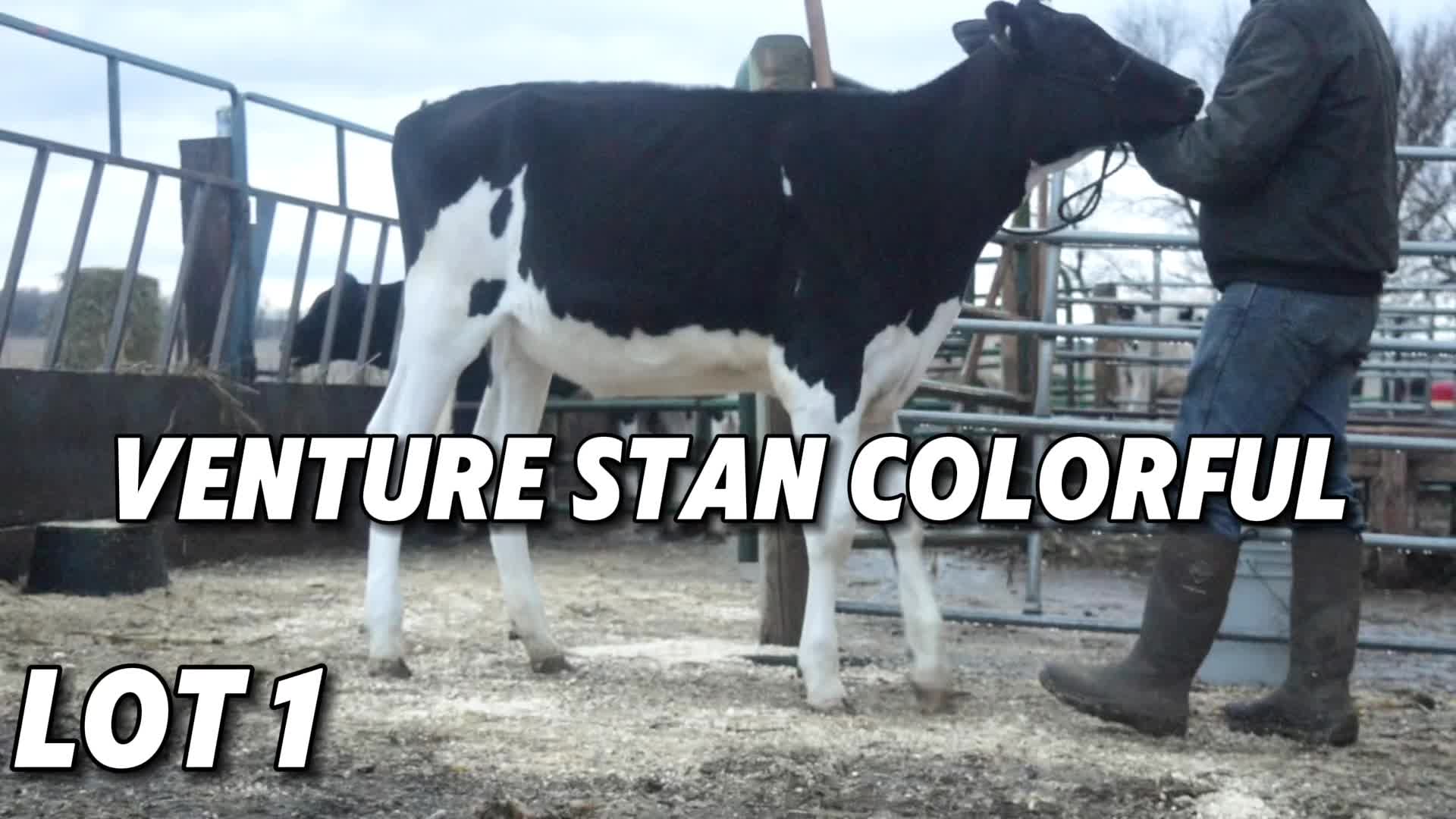 @Venture Holsteins