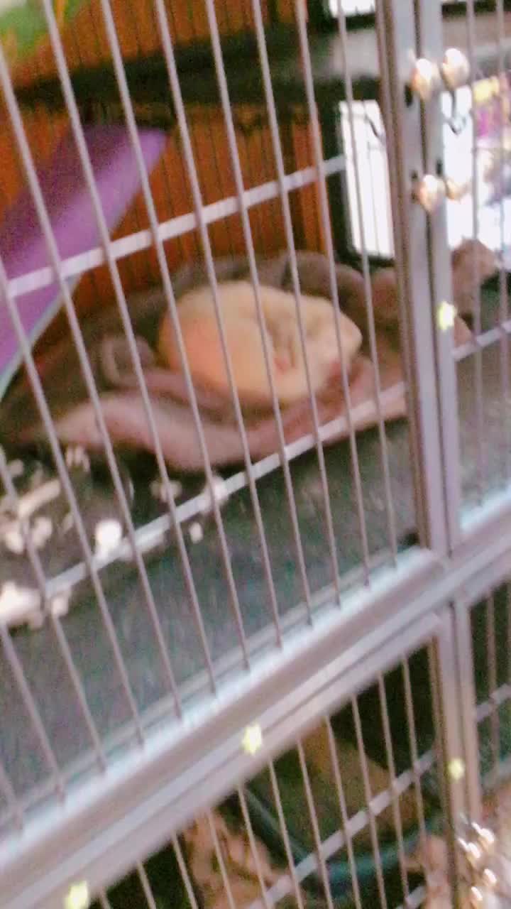 @Purrfina