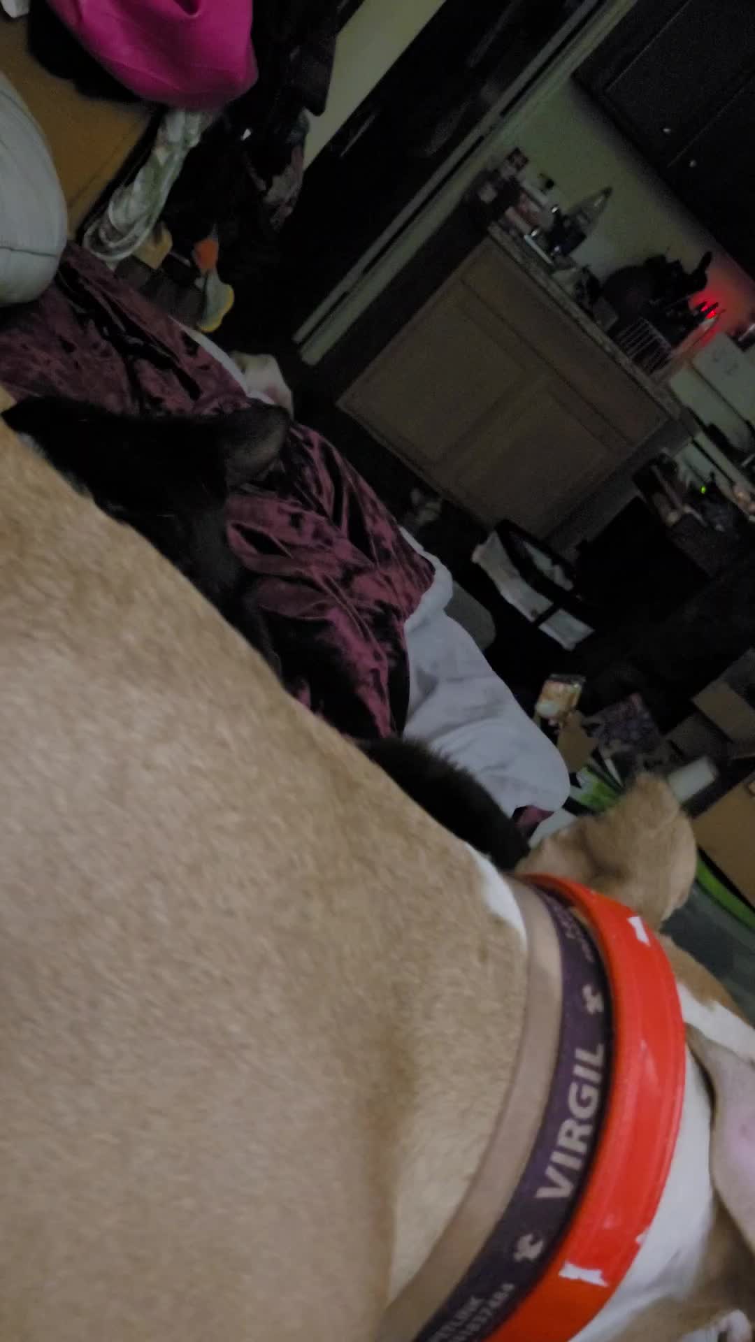 @RynDeRiot