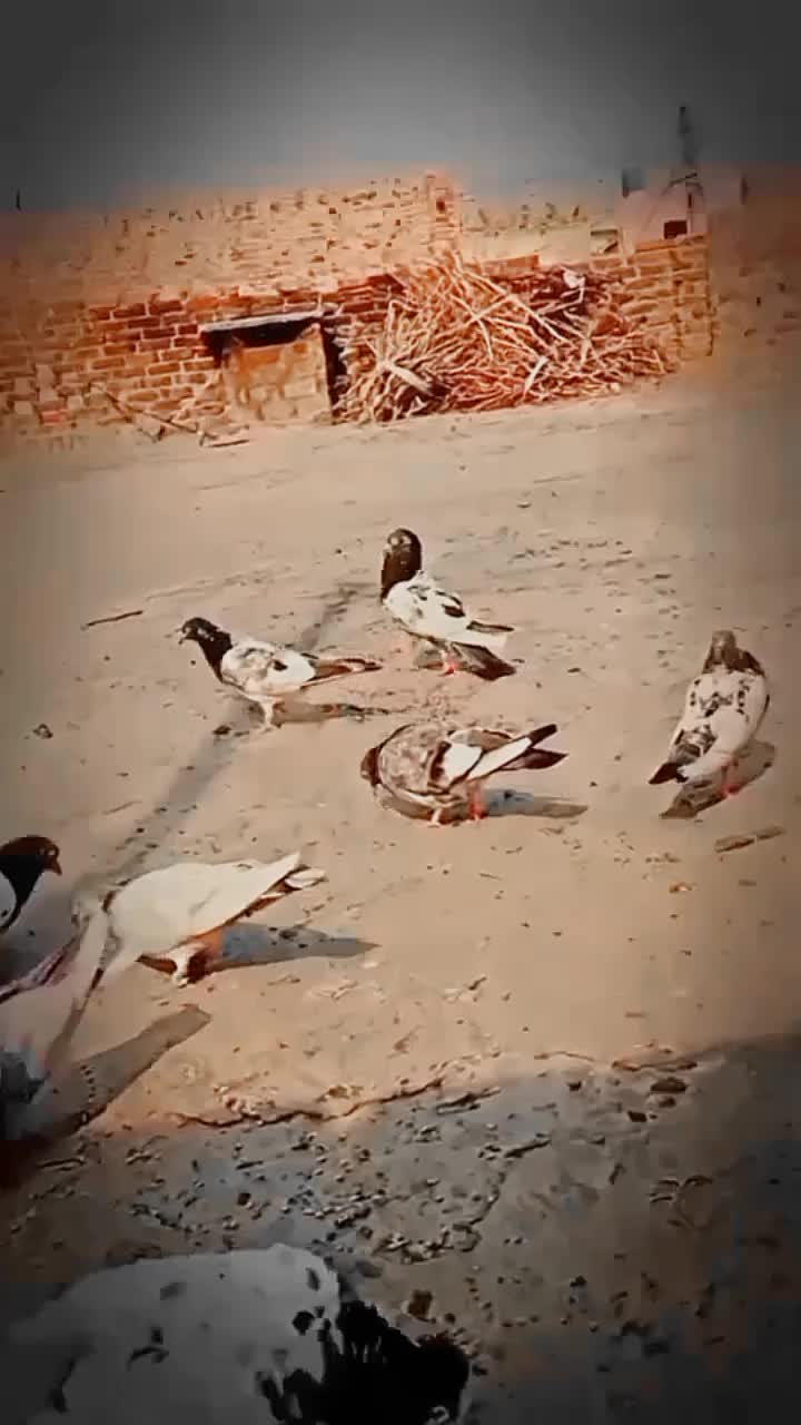 @کبوتر 🕊🕊باز🕊🕊