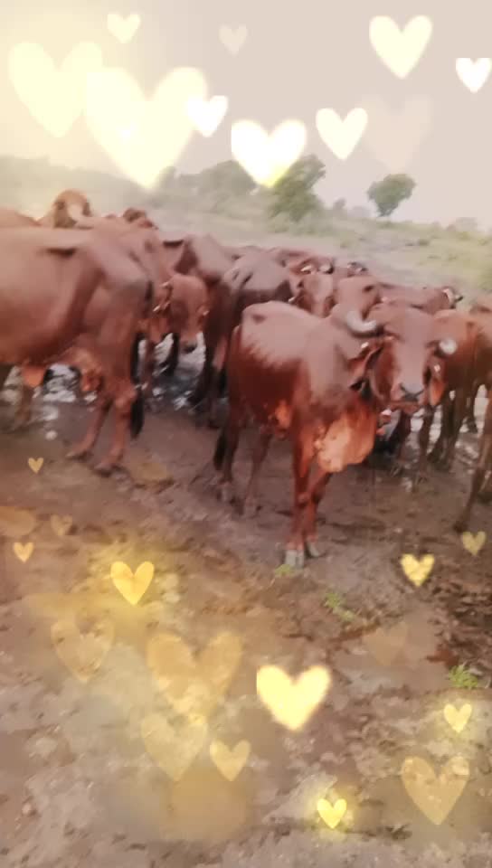 @Lalji Mevada