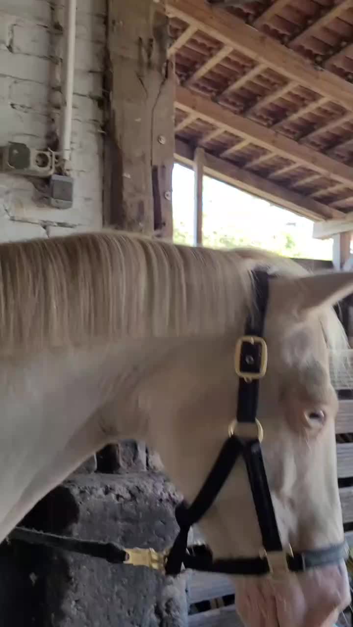 @Khaleesithecremello🦄