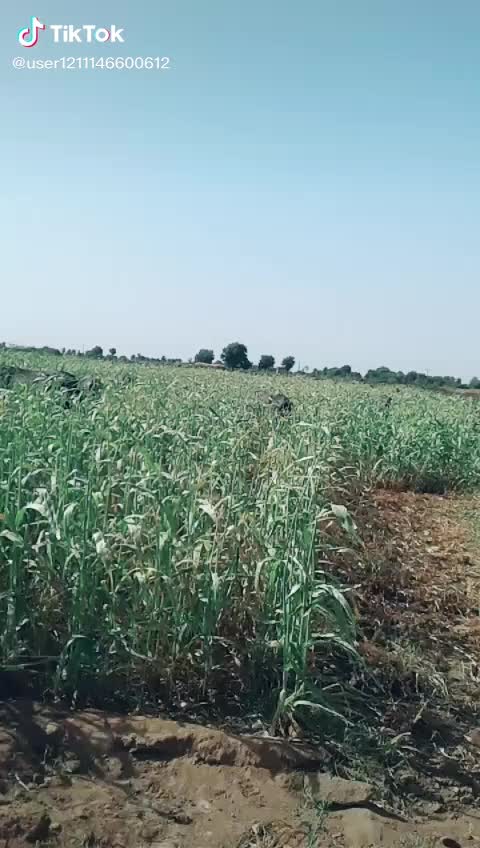 @Aal Gogji