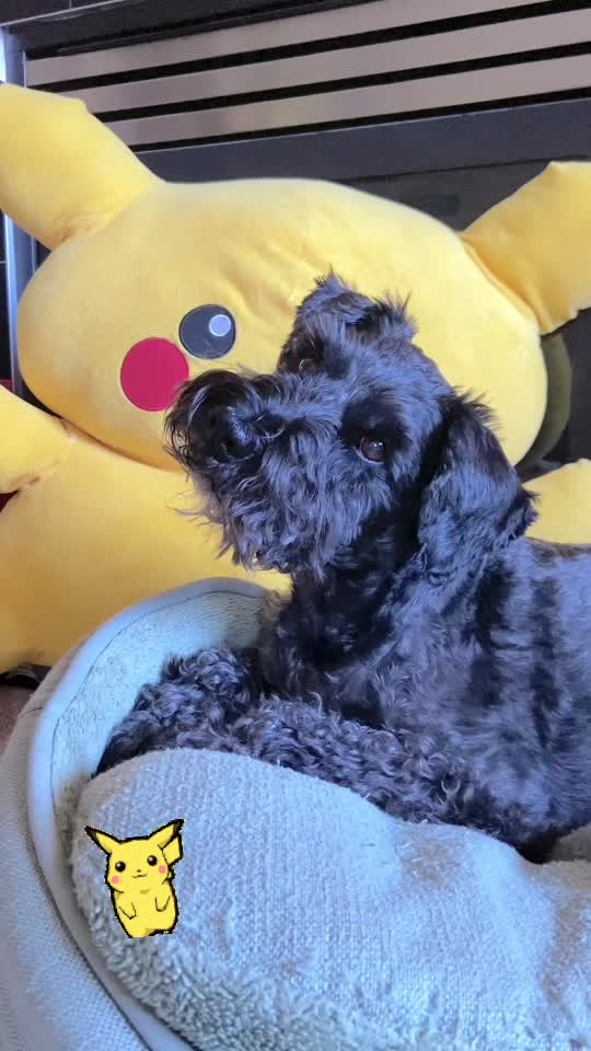 @𝔾𝕆𝕂𝕌 🐶