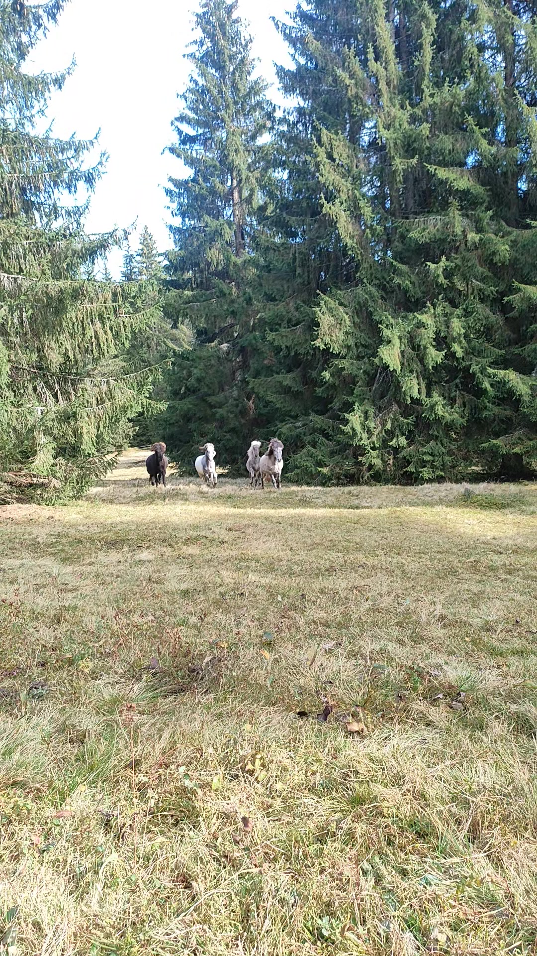@RIEDELSBACHER