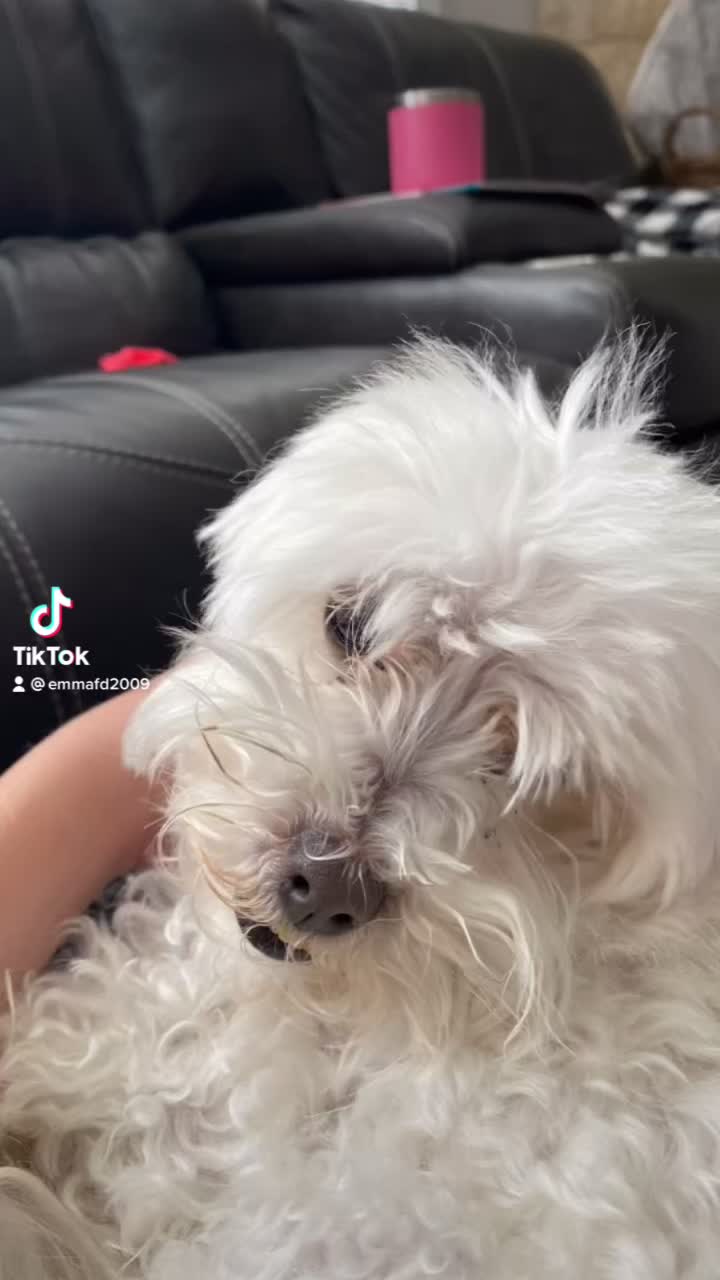@Just a girl and her dog