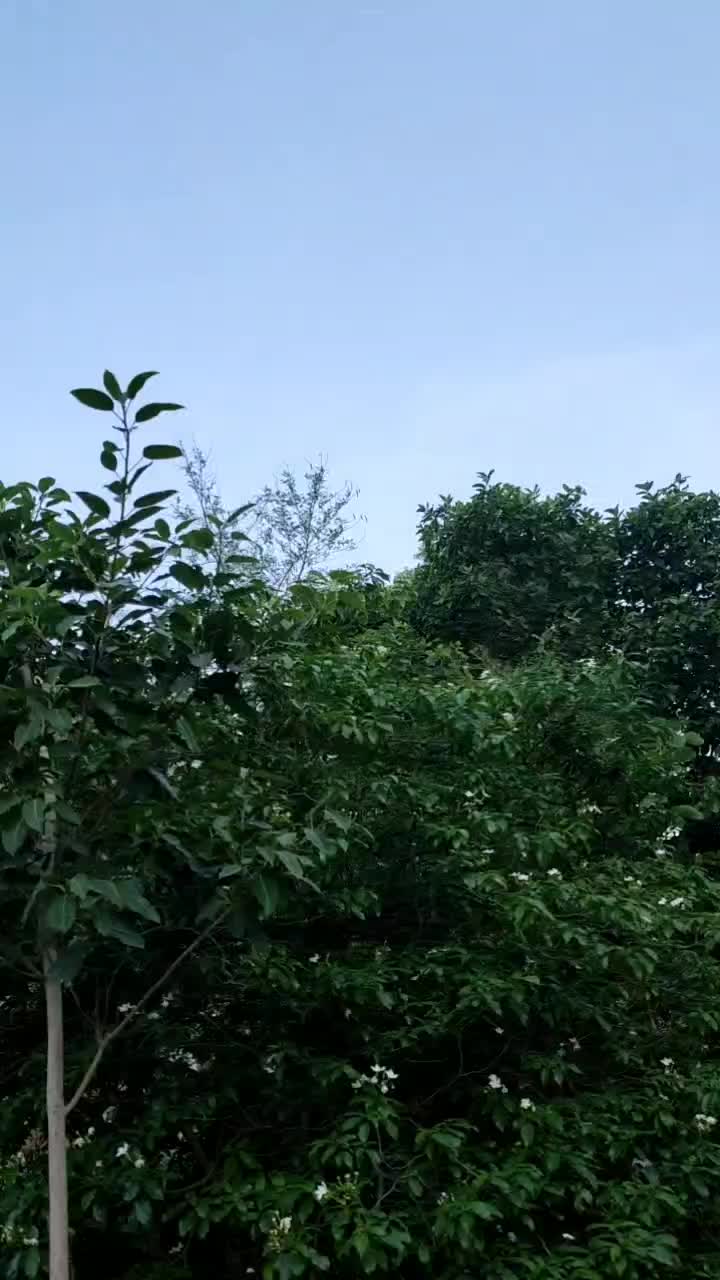 @Aman12