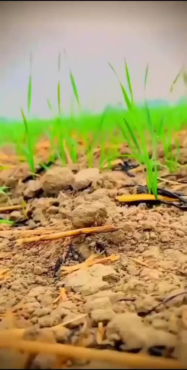@penduBande