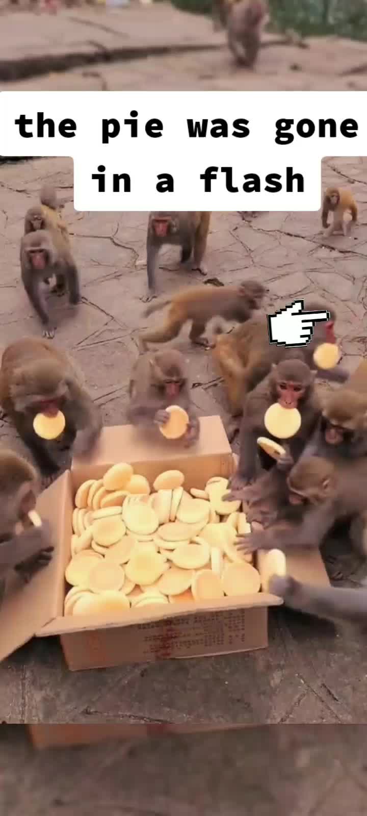 @petlove