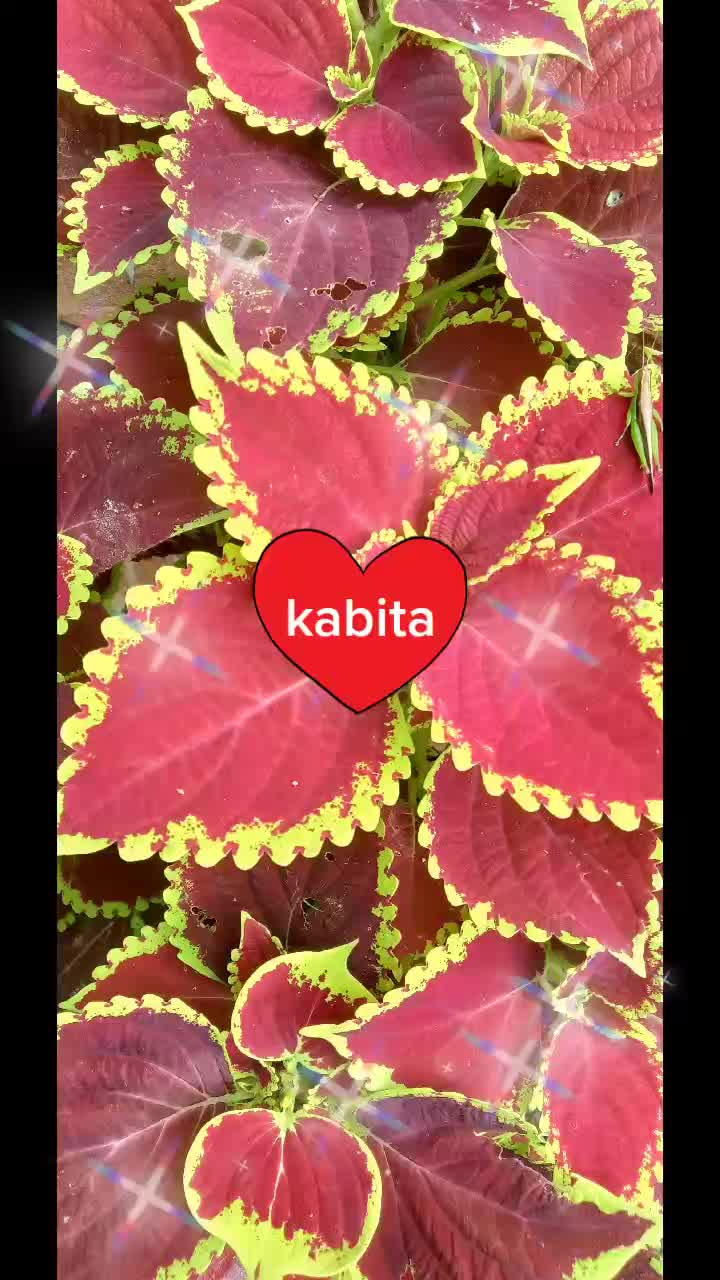 @kabita