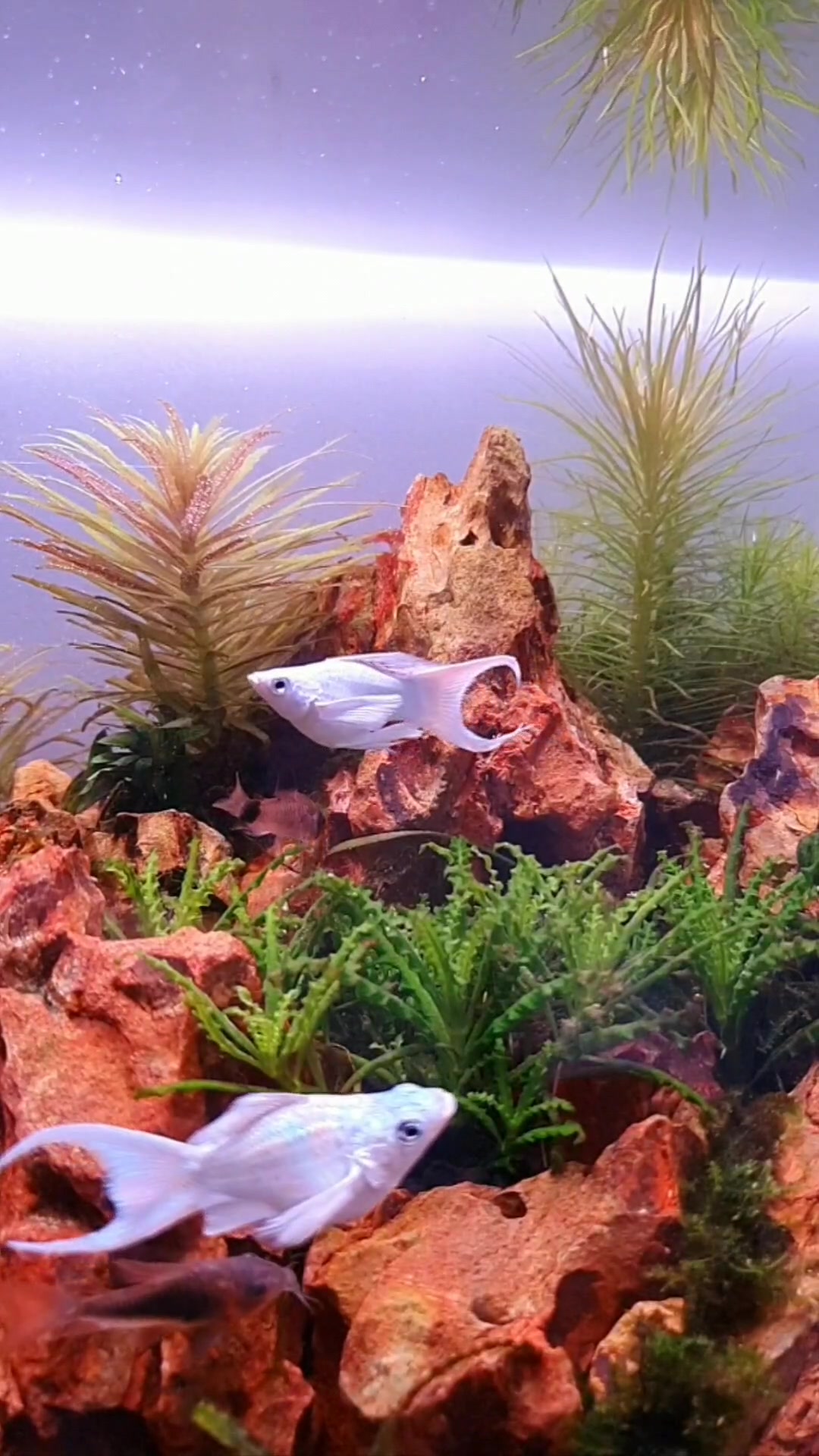 @Ace Aquascape