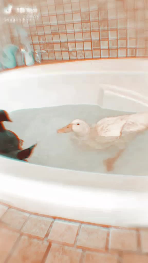 @animals.soft.videos