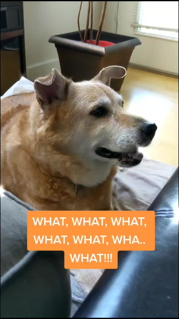 @Teddy the Mutt