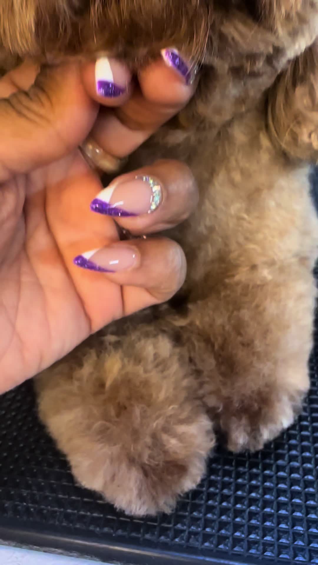 @fusionpetstylez