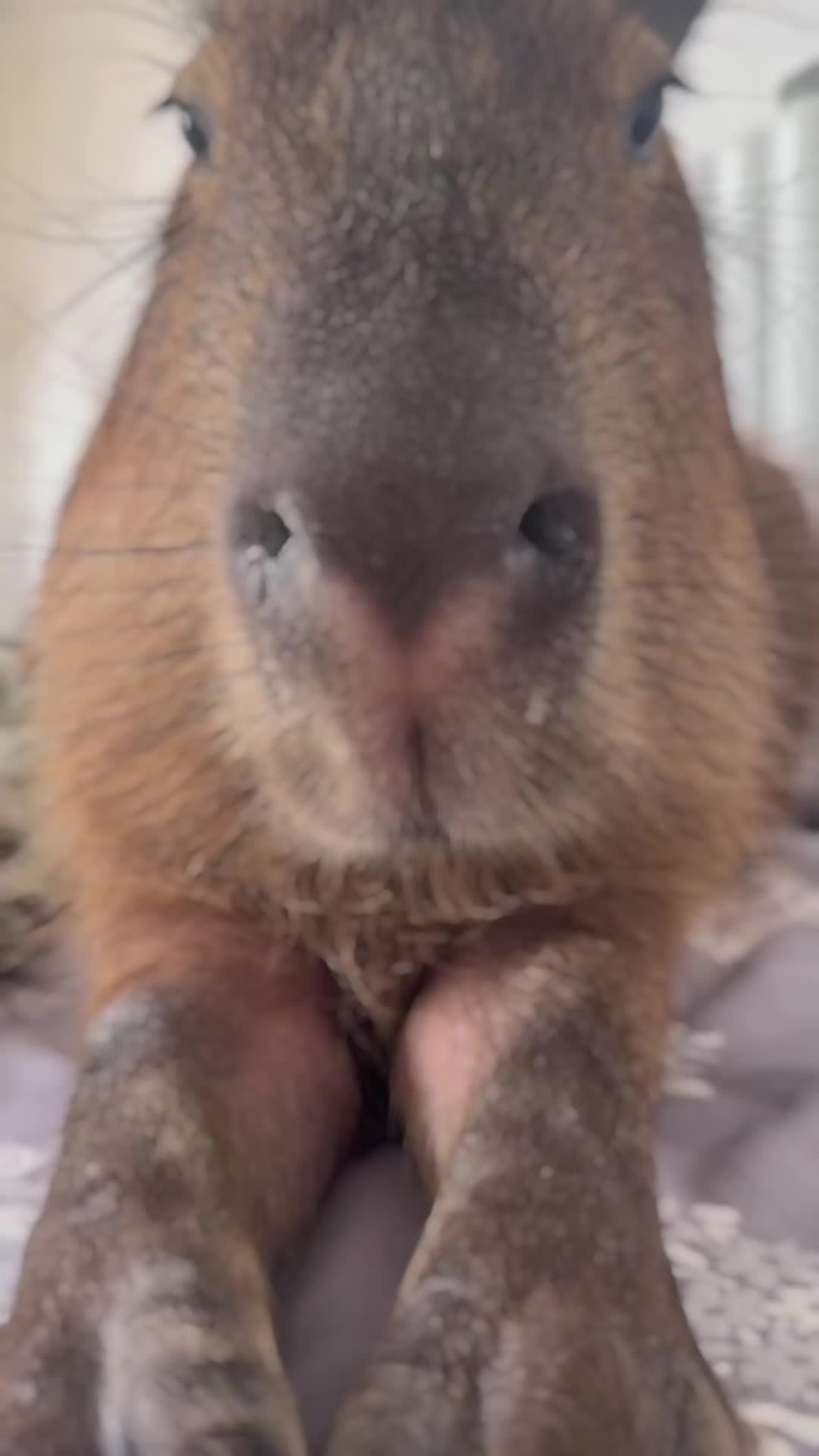 @CaPyBaRa